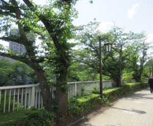 椿山荘の道
