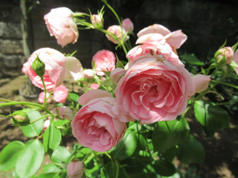 鳩山庭園奥のピンクのバラ