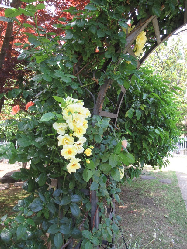 鳩山会館黄色いバラト