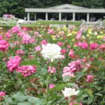 神代植物公園　6月初めのバラとイングリッシュローズ品種チェック