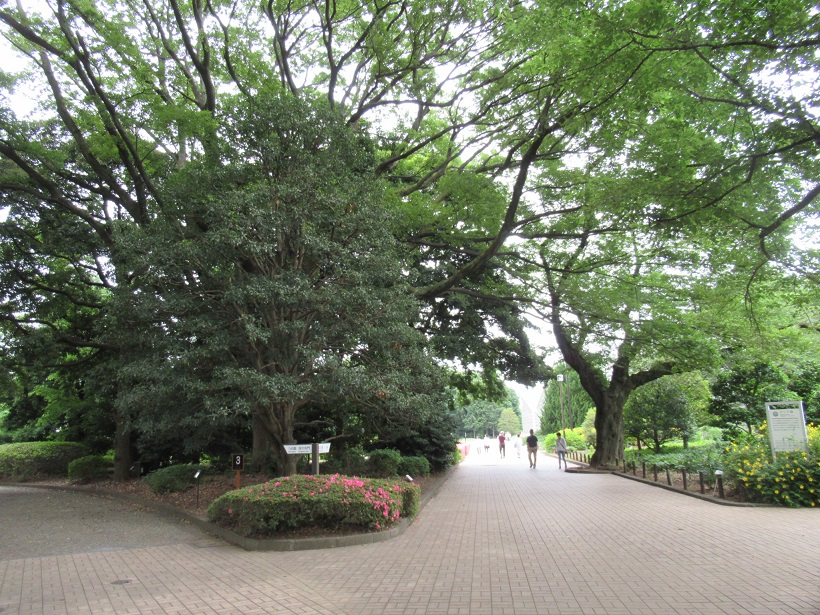 神代植物公園バラ園への道