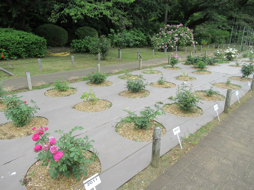 神代植物公園 6月初めのバラとイングリッシュローズ品種チェック